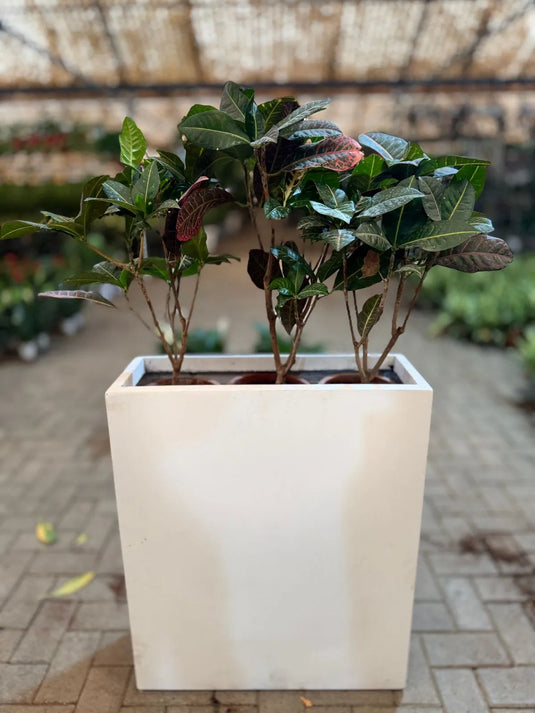 Croton | Privacy Planter | Home and Office | Indoor Plants | UAE Delivery