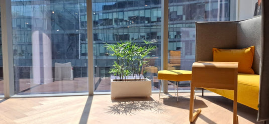 Rhapis Excelsa Bundle | Broadleaf Lady Palm | 50-70cm | White Planter | Office & Home