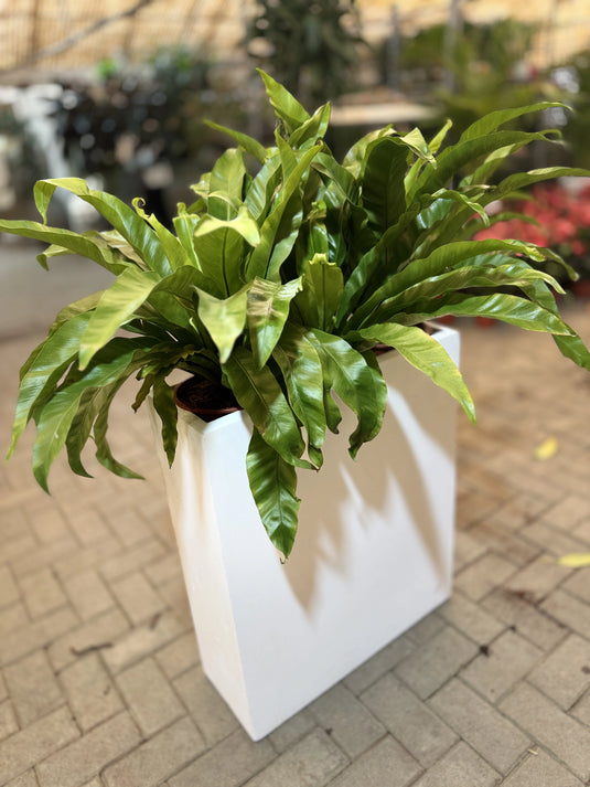Asplenium Nidus | Birds Nest Fern | Indoor Plant | Home and Office | UAE Delivery