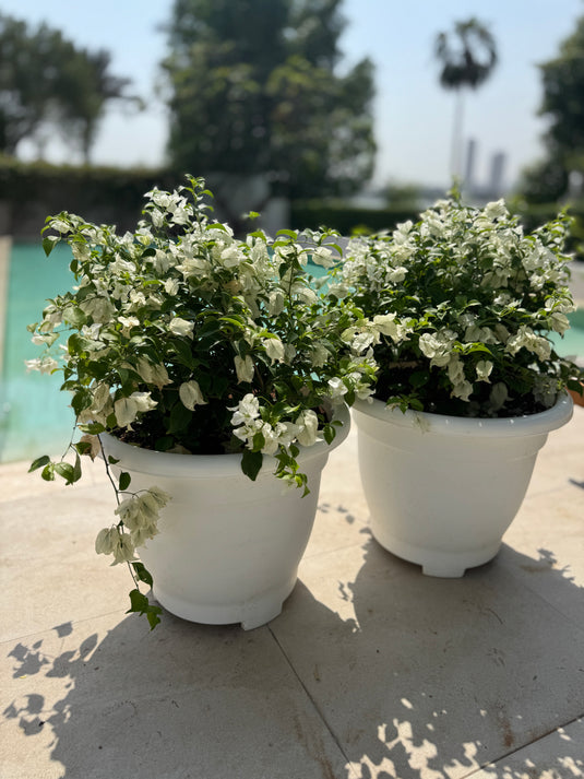 Buy Bougainvillea Flower Plant White x 2 Bundle XL Outdoor Garden Plant