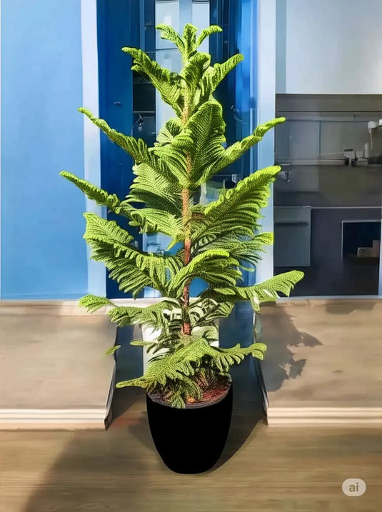 Araucaria Heterophylla | Norfolk Island Pine or Triangle Tree | 100-120 cm | Nursery and Ceramic Pot | Air Purifying