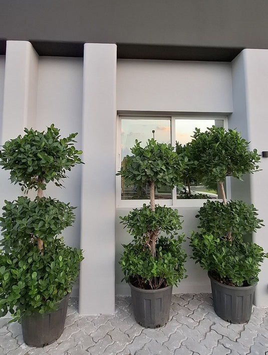 Ficus Bonsai 3 Step Outdoor Bundle XL 2m, Garden Outdoor Plant