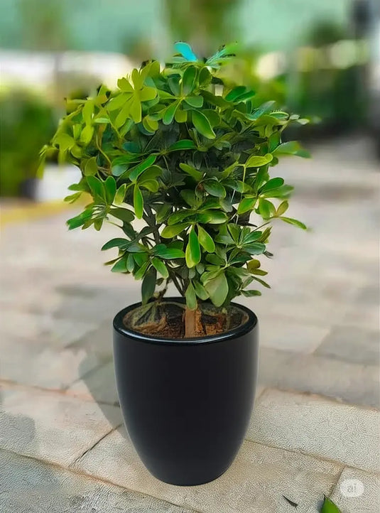 Dwarf Umbrella | Schefflera Arboricola | Gold Capella