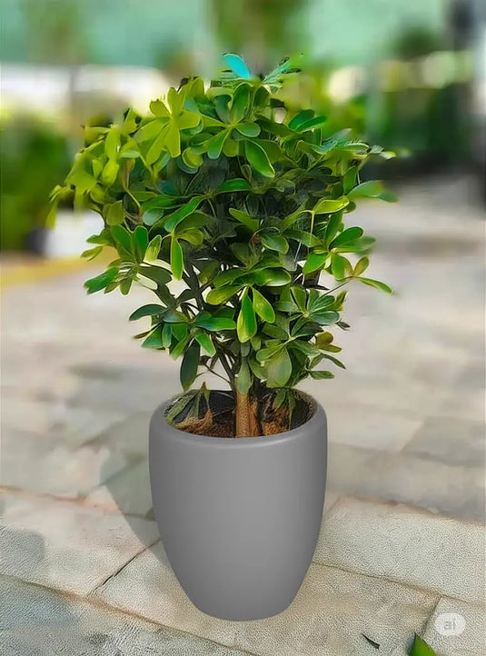 Dwarf Umbrella | Schefflera Arboricola | Gold Capella