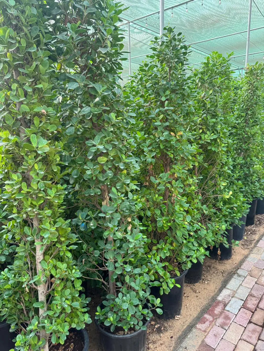 Buy Cheap Ficus Panda Cone Shape Outdoor