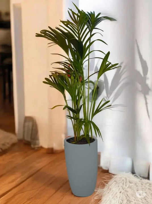 Kentia palm or Thatch Palm | 80-300 cm | Ceramic and Nursery Pot
