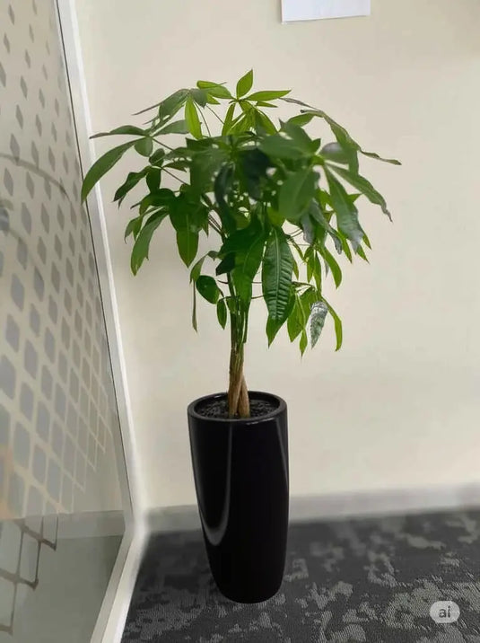 Pachira Plant, Aquatica, Indoor Plant, Twisted Trunk, 40cm-150cm