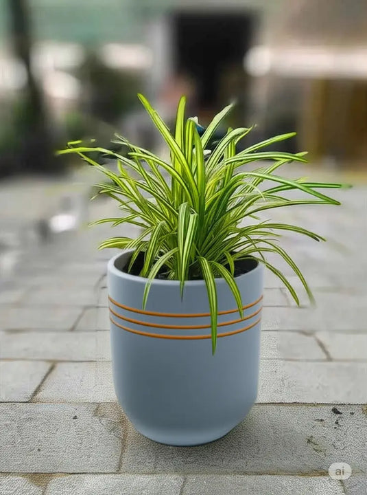 Pandanus Variegated | 20-30 cm with Nursery and Ceramic Pot