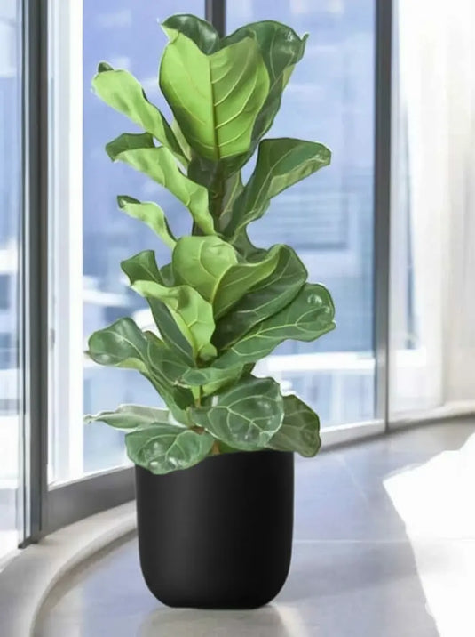 Fiddle Plant or Fiddle Leaf Fig - Ficus Lyrata