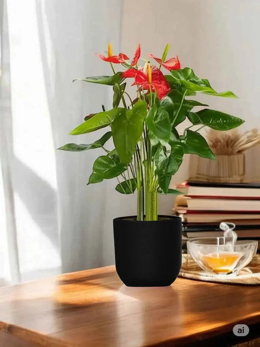 Anthurium Flamingo Flower | Indoor Flowering Plant | 25cm-70cm size