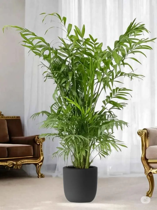Chamaedorea Elegans or Parlour Palm | Nursery and Ceramic Pot | Home and Office | UAE Delivery