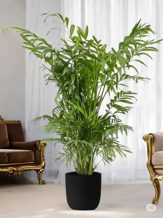 Chamaedorea Elegans or Parlour Palm | Nursery and Ceramic Pot | Home and Office | UAE Delivery