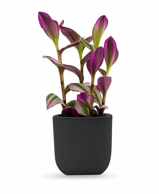 Fantasy Venice | Tradescantia nanouk | 20-30 cm | Nursery and Ceramic Pot