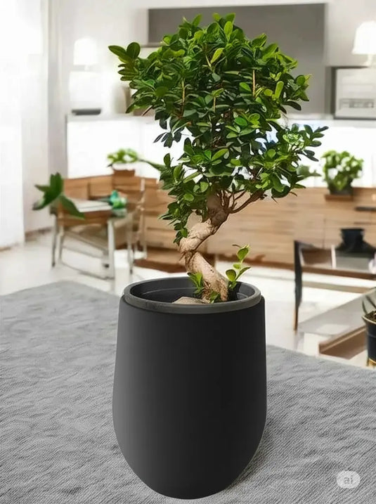 Ficus Panda Bonsai “S” Shape