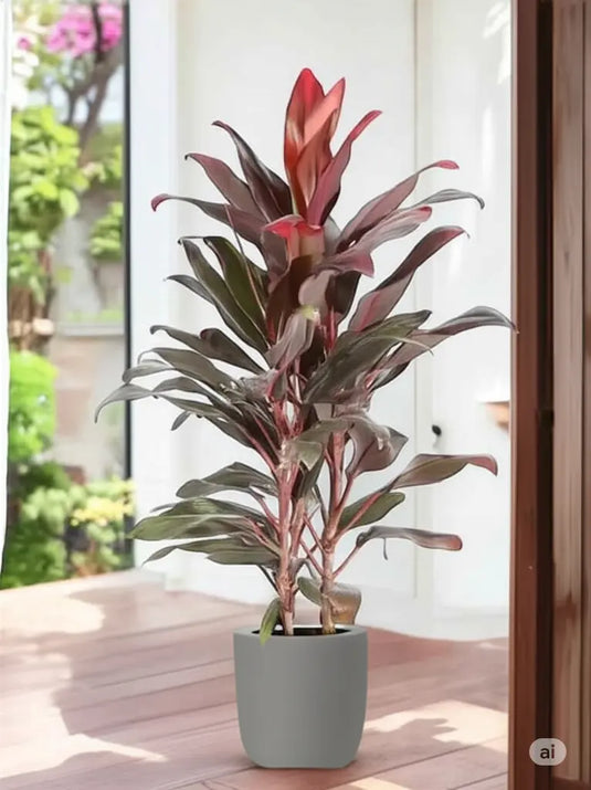 Cordyline - Fruticosa Tango or Ti Plant | 30 cm to 120 cm | Ceramic and Nursery Pot
