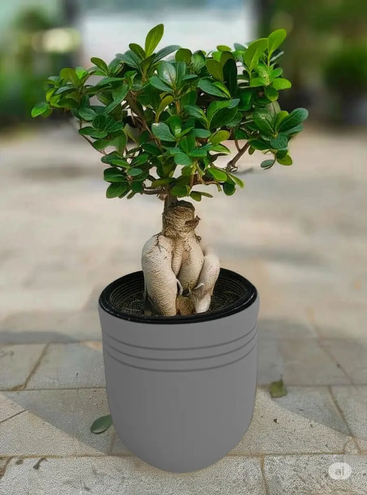 Ficus Panda Bonsai | Nursery and Ceramic Pot | Freshplants