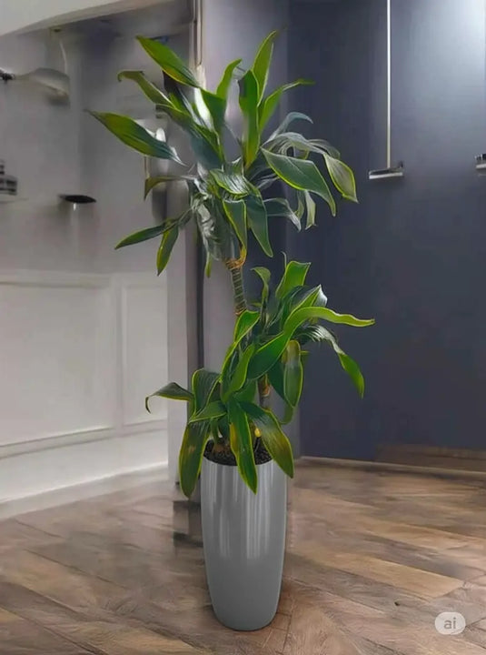 Dracaena Art | 50-180 cm | Nursery and Ceramic Pot Repotted