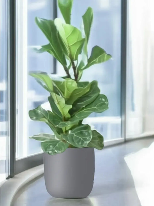 Fiddle Plant or Fiddle Leaf Fig - Ficus Lyrata