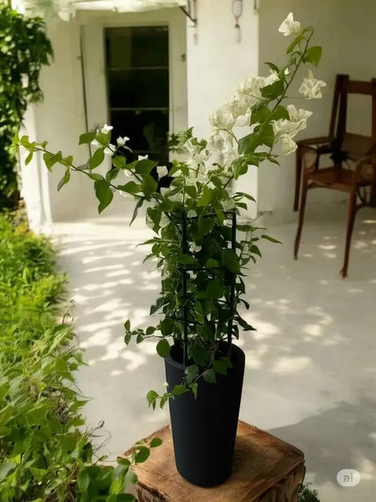 Bougainvillea 4 Stick | Multicolors | 40-150 cm | Outdoor Plant | Nursery and Ceramic Pot