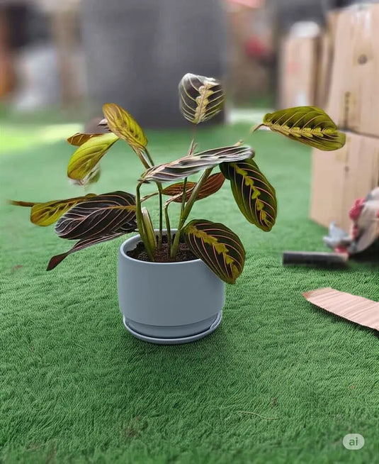 Prayer Plant | Maranta | Calathea Maranta | Maranta Leuconeura | Indoor Plants | Dubai | Abu Dhabi | Delivery | Ceramic, Nursery