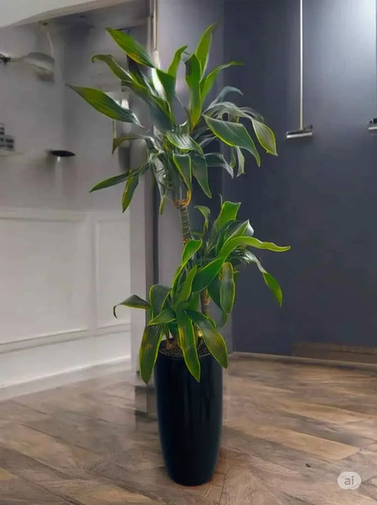 Dracaena Art | 50-180 cm | Nursery and Ceramic Pot Repotted