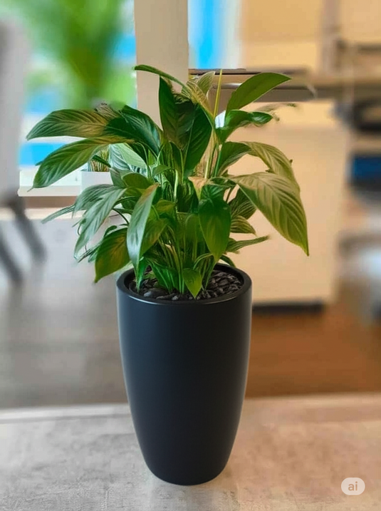 Peace Lily | Spathiphyllum Plant | Indoor Plants| 30cm - 120cm, Nursery or Ceramic Pot