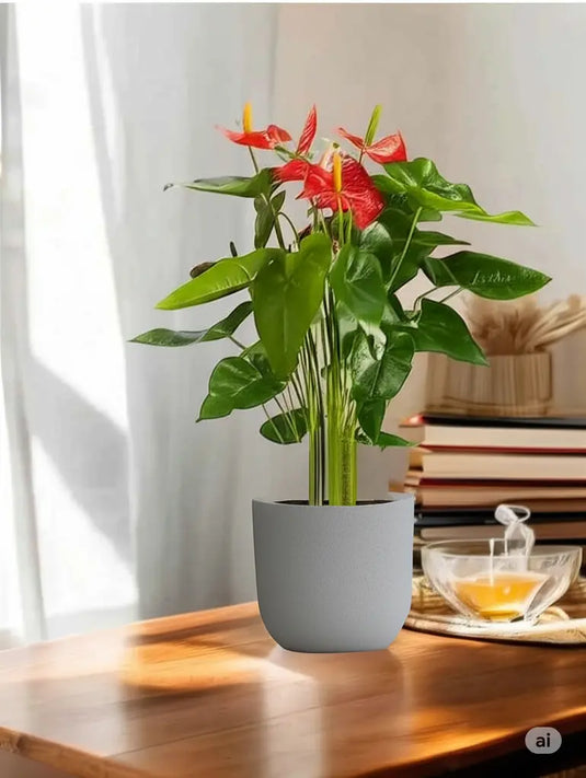 Anthurium Flamingo Flower | Indoor Flowering Plant | 25cm-70cm size