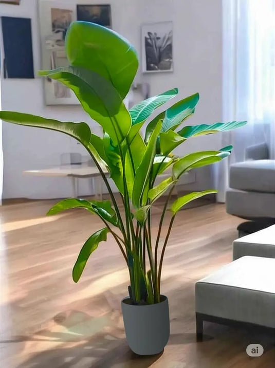 Bird of Paradise or Strelitzia Nicolai | Indoor Plant | Small To Extra Large | 30cm to 200cm