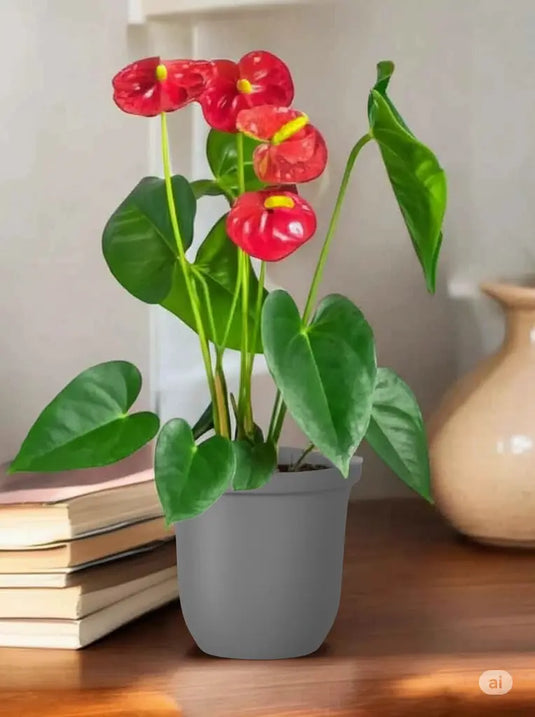Flamingo Red Plant | Flowering Indoor Plant | Home and Office | Online UAE Plants