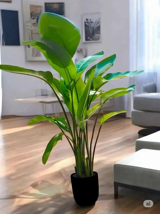 Bird of Paradise or Strelitzia Nicolai | Indoor Plant | Small To Extra Large | 30cm to 200cm