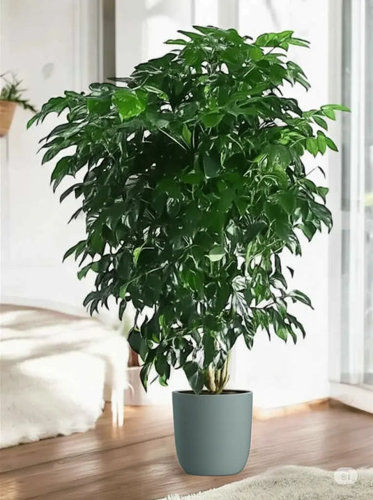 Radermachera | China Doll plant