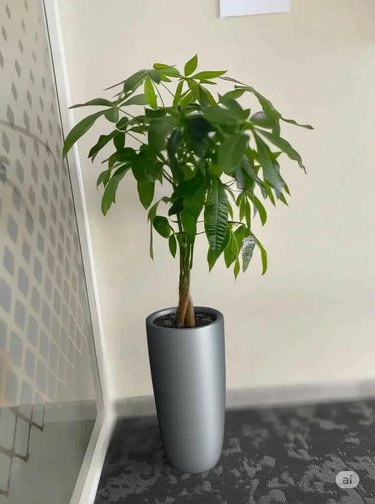 Pachira Plant, Aquatica, Indoor Plant, Twisted Trunk, 40cm-150cm