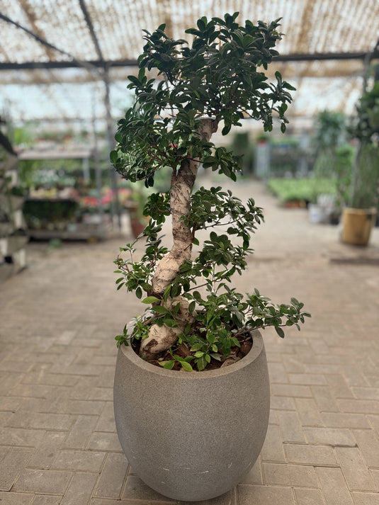 Ficus Panda "S" Shape Indoor Plant | Air Purifier | Freshplants | Home and Office | UAE Delivery