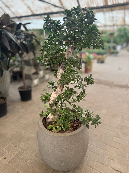 Ficus Panda "S" Shape Indoor Plant | Air Purifier | Freshplants | Home and Office | UAE Delivery