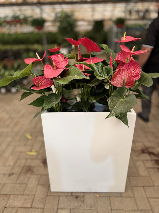 Red Anthurium | Flamingo Red Plant | Flowering Indoor Plant | Home and Office | Privacy Arrangement Planter