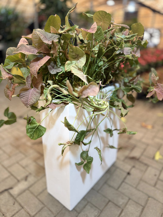 Pink Arrowhead Indoor Planter | Syngonium Pink | Privacy Arrangement | Home and Office | Indoor Plant | Free Delivery