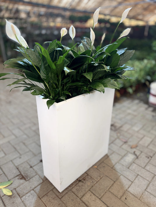 Indoor Peace Lily | Planter | Privacy Arrangement | Indoor Plants| Home and Office | UAE Deliver
