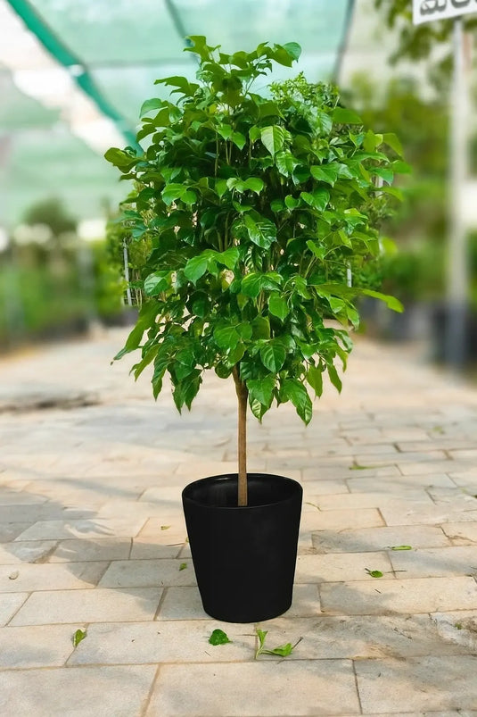 Radermachera (China Doll) | Large Size | Nursery and Ceramic Pot