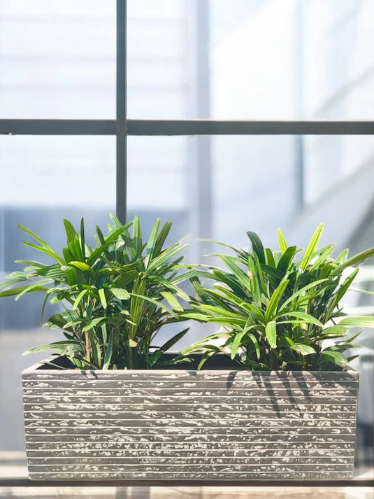 Rhapis Excelsa Bundle | Broadleaf Lady Palm | 50-70cm | Black Planter Included