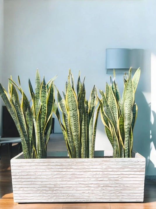 Snake Plant Bundle | Indoor Plant Sansevieria |  60-80cm | White Planter Included
