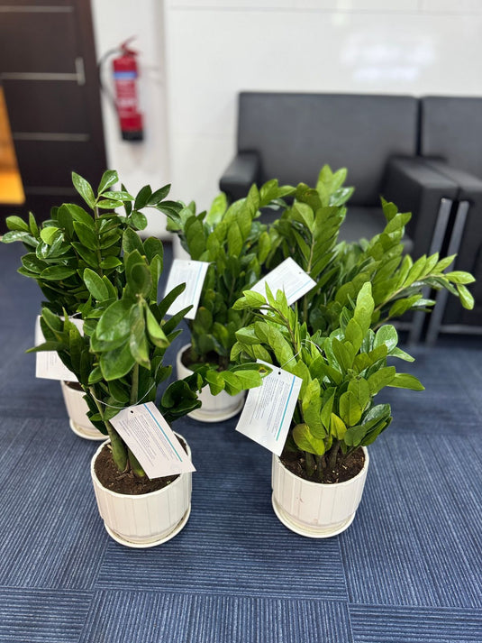 Buy Zamia ZZ plant | Indoor Plant | Home and Office  | Online Dubai Plants