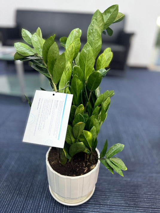 Buy Zamia ZZ plant | Indoor Plant | Home and Office  | Online Dubai Plants