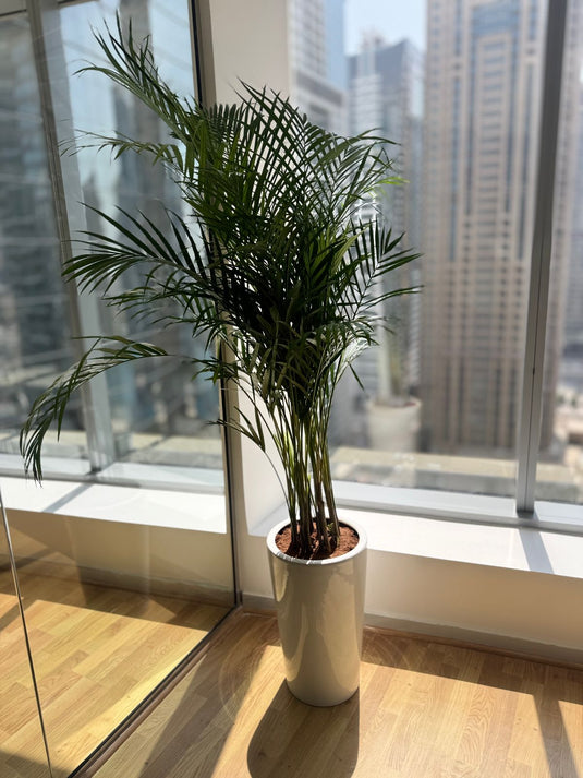 Areca Palm Indoor Plant | Bamboo Palm | 130cm to 200cm | Ceramic and Nursery Pot