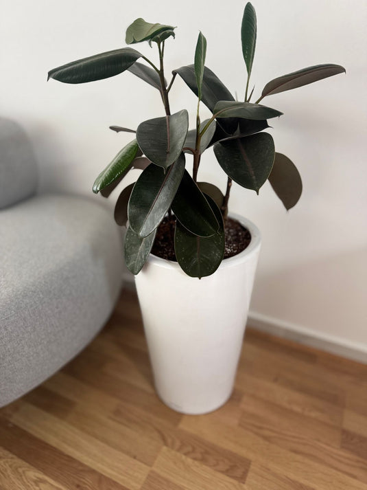 Rubber plant Variegated | 50-130 cm | Repotted