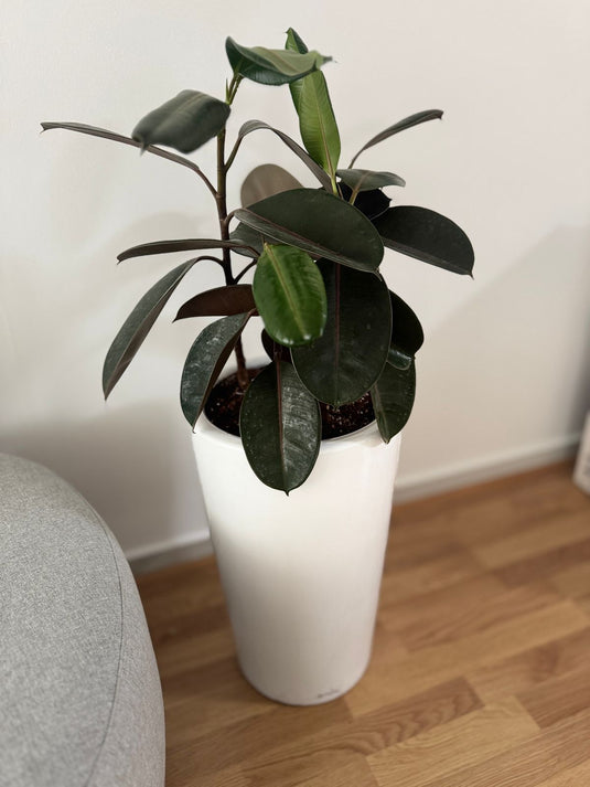 Rubber Plant | Ficus Elastica |Indoor Plant | 30cm - 140cm | Small - Large | Repotting Nursery or Ceramic pot