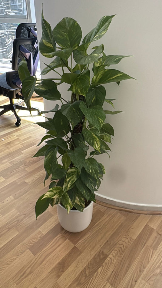 Money Plant - Epipremnum Aureum | Repotted Indoor Plants Pots | Nursery or Ceramic Pot | Home and Office