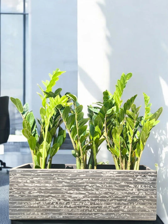 Zamia ZZ Bundle | Zamioculcas Zamiifoliat | Cheap Indoor Plant | Freshplants | 60 - 80cm | Black Planter