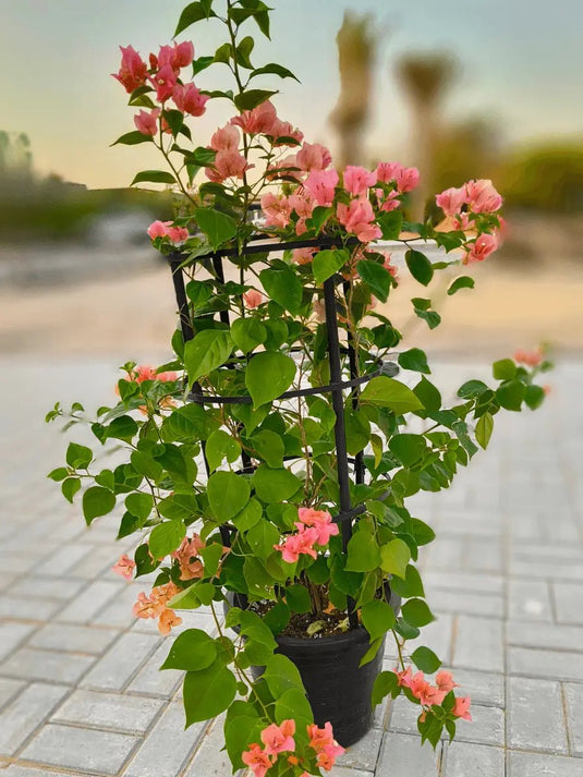Bougainvillea 4 Stick | Multicolors | Different Size | FreshPlants - Freshplants