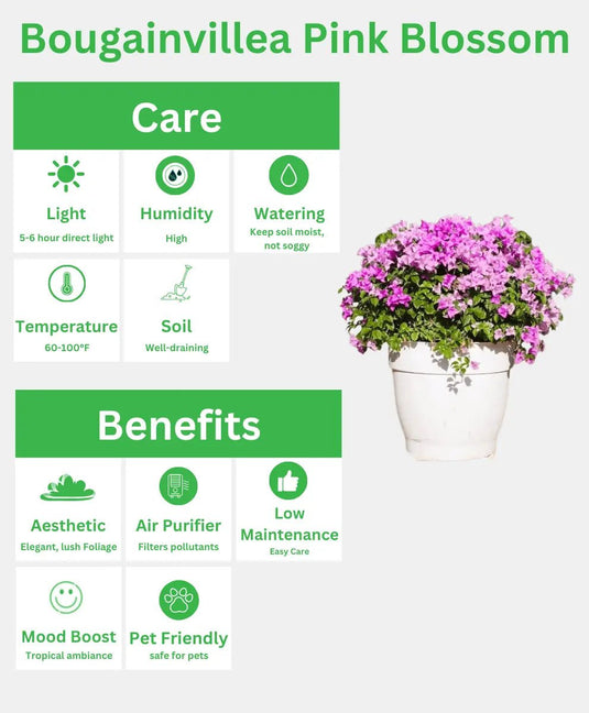 Bougainvillea Pink Blossom | Outdoor Plant | 60 - 80 cm - Freshplants