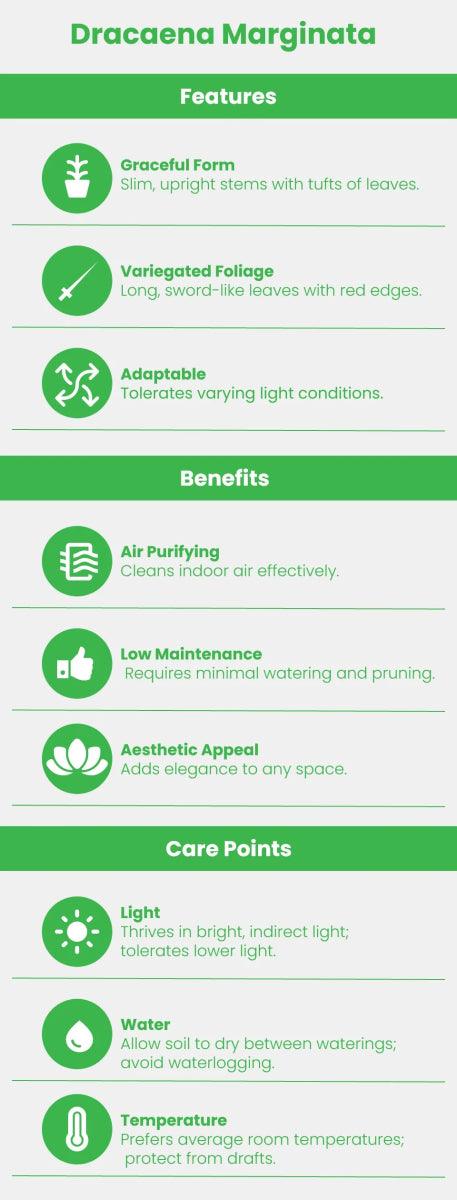 Dracaena Marginata or Madagascar Dragon Tree - Freshplants